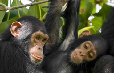 Chimpanzee Tracking