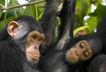Chimpanzee Tracking