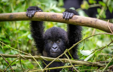 Gorilla Trekking