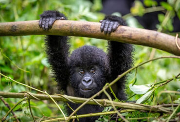 Gorilla Trekking