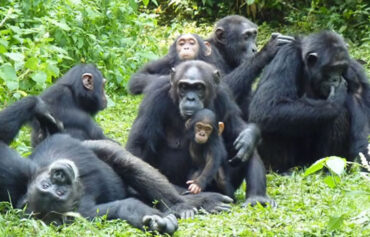 5 Day Rwanda Primate Tour