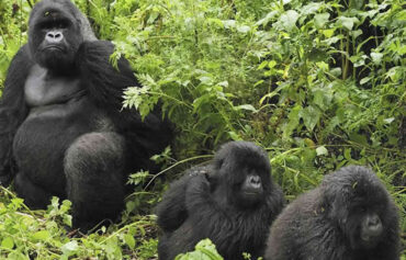 3 Day Rwanda Gorilla Safari
