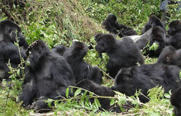 4 Day Double Gorilla Trek Rwanda